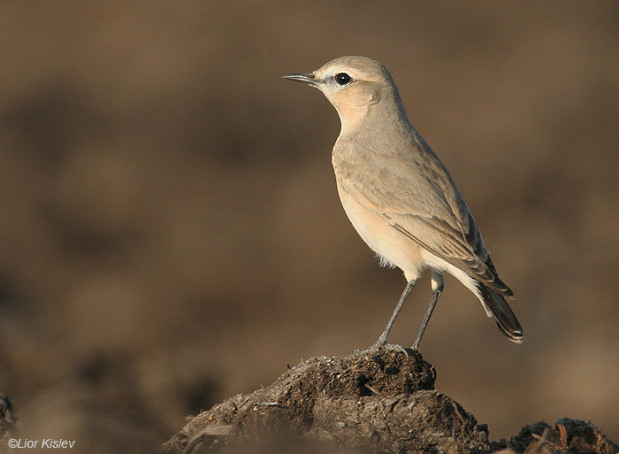     Isabelline Wheatear  Oenanthe isabellina              , 2008.  